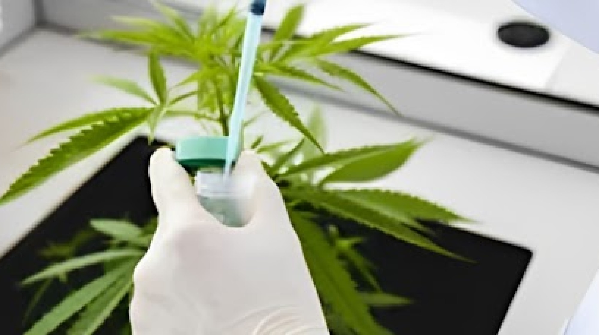 Estudo revela quais medicamentos interagem com a cannabis e classifica os níveis de gravidade de cada um