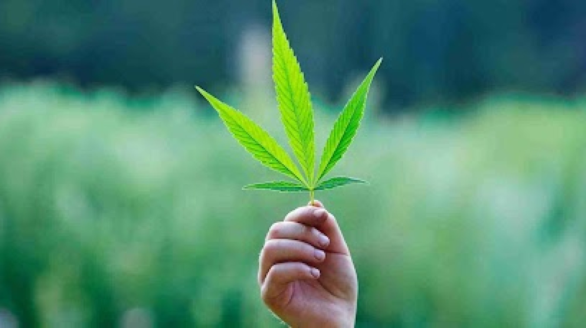 Mentiras Sobre A Cannabis